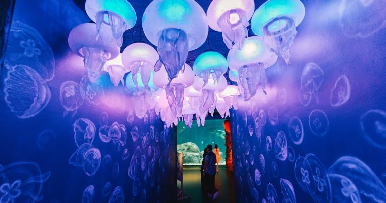 ฉลองใหญ่ 20 ปี “ซีไลฟ์ แบงคอก” เปิดตัว มูลนิธิซีไลฟ์แบงคอก พลัส สานต่อพันธกิจอนุรักษ์ทะเลไทย พร้อมจัดแสดงระบำใต้น้ำสุดอลังการ